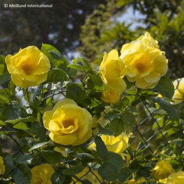 Rosier grimpant Happiness