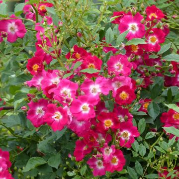Rosal Libertas - Rosal trepador