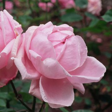 Rosal Mme Caroline Testout - Rosal trepador