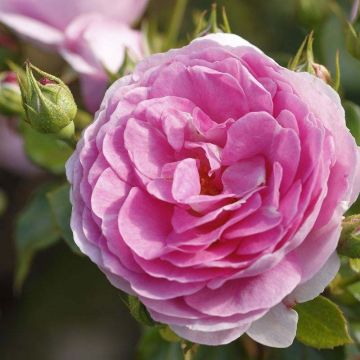 Rosal Ozeana - Rosal trepador