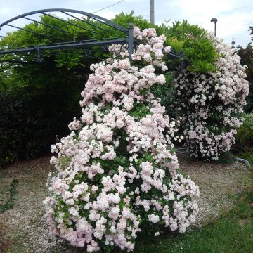 Rosal trepador Fragancia de Evita Barise o Brise Parfum Motte