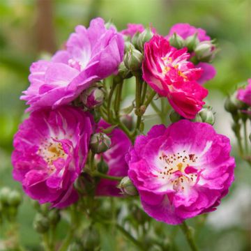 Rosal Perennial Blue - Rosal trepador