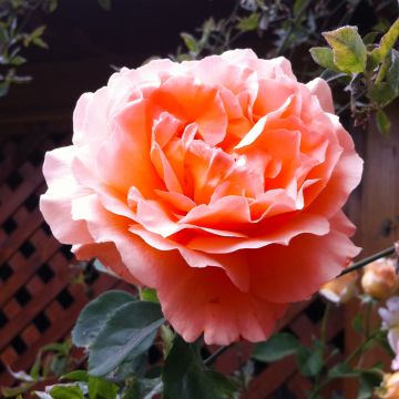 Rosal Polka - Rosal trepador