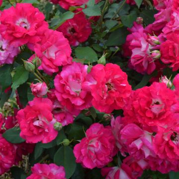 Rosal Bordure Vive - Rosal tapizante