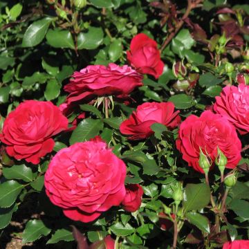 Rosal polyantha Mona Lisa