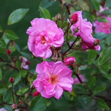Rosal polyantha Louis Blériot