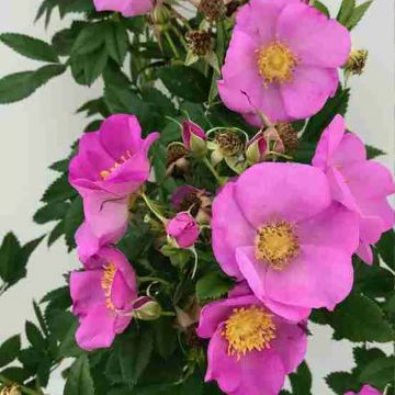 Rosal Jam-a-licious