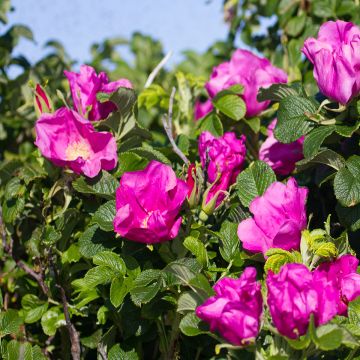 Rosal rugosa