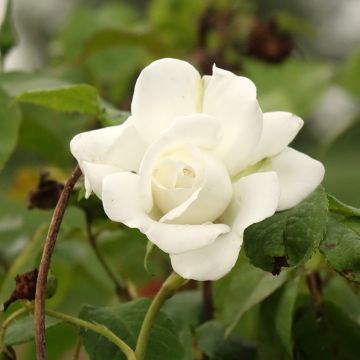 Rosal Annapurna (Rosal de pie alto)