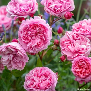 Rosa Penelope Lively