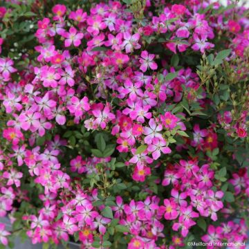 Rosal Galaxy Antares - Rosal enano