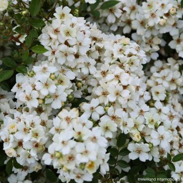 Rosal Galaxy Arcturus - Rosal enano