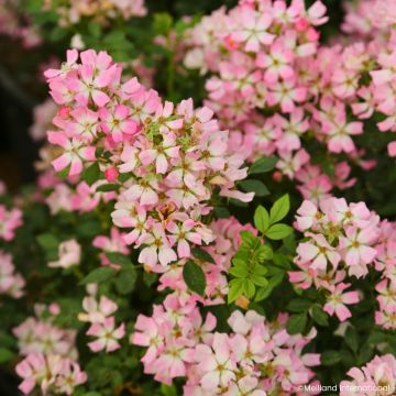 Rosal Galaxy Vega - Rosal enano