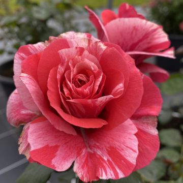 Rosa Pleiade