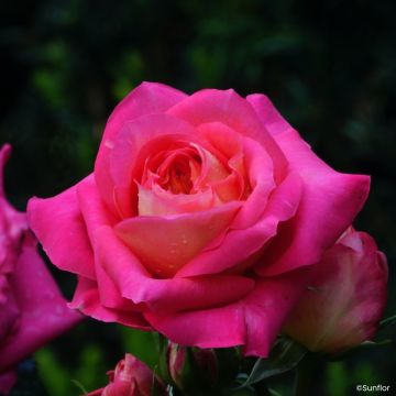 Rosa Bali
