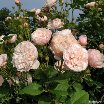 Rosa Divina - Rosal trepador