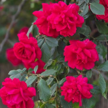 Rosa Guirlande fleurie - Rosal liana