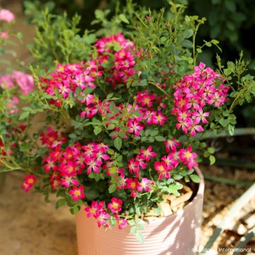 Rosal Galaxy Antares - Rosal enano