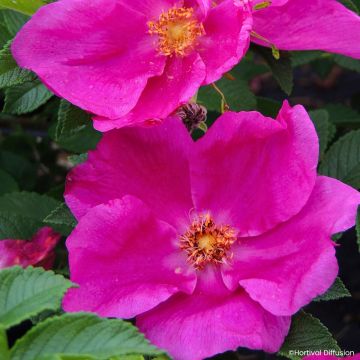 Rosal rugosa Angelia Eglantine