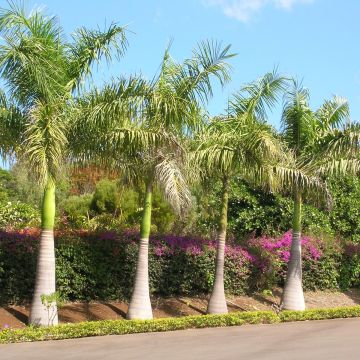 Roystonea regia - Palmera real