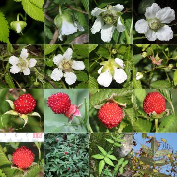Frambuesa japonica - Rubus illecebrosus