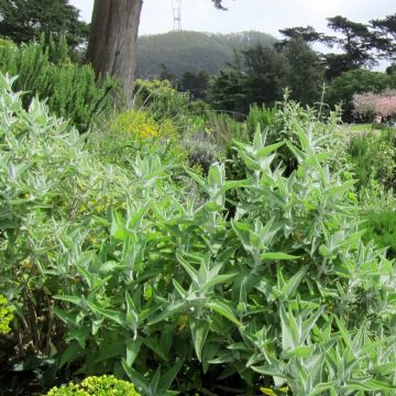 Salvia candidissima