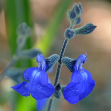 Salvia chamaedryoides var. isochroma