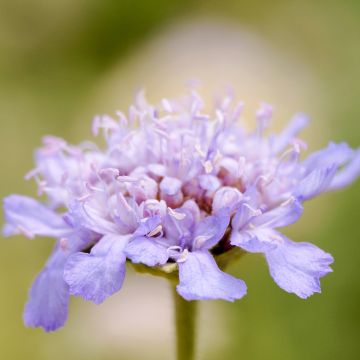 Scabiosa cretica - Escabiosa
