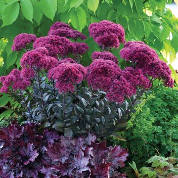 Sedum telephium Thunderhead - Telefío
