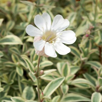 Silene uniflora Druett's Variegated