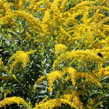Solidago caesia - Vara de oro