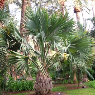 Sabal maritima - Palmera