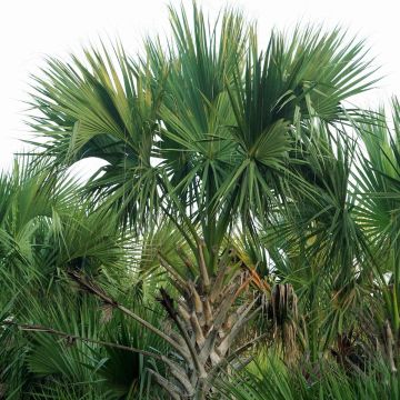Sabal mexicana - Palmito mexicano