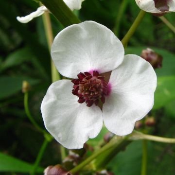 Sagittaria sagittifolia - Flecha de agua