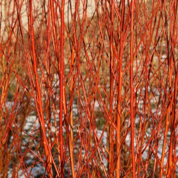Salix alba Flame - Sauce blanco