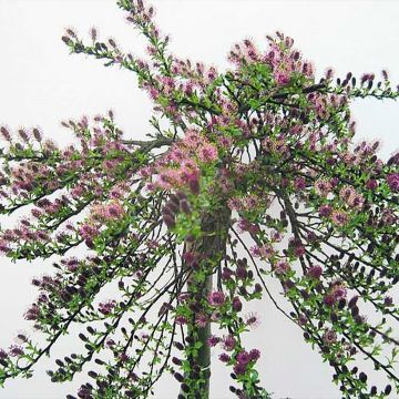 Salix arctica Yalta - Sauce