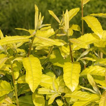 Salix caprea Ogon - Sauce cabruno