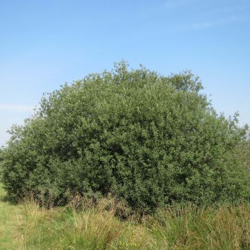 Salix cinerea - Sauce ceniciento