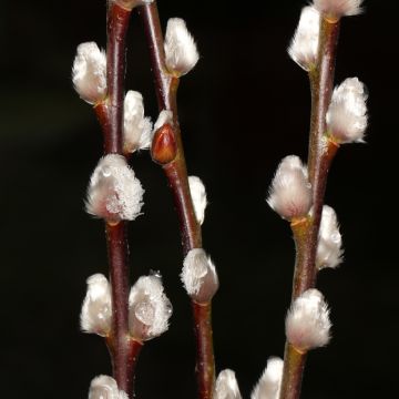 Salix x erdingeri - Sauce