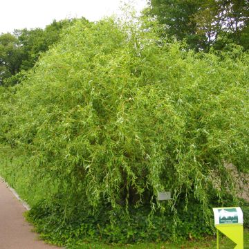 Salix erythroflexuosa - Sauce eléctrico