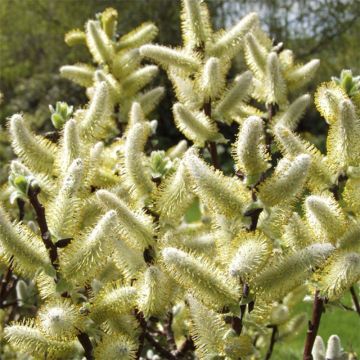 Salix hastata Wehrhahnii - Sauce hastado