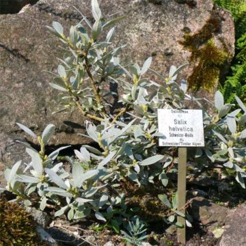 Salix helvetica - Sauce suizo
