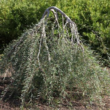 Salix purpurea Pendula - Mimbrera púrpura