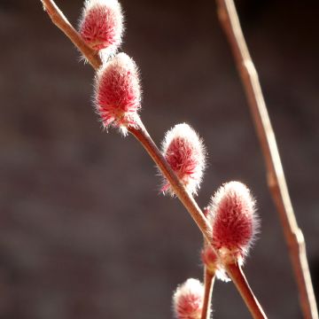 Salix gracilistyla Mount Aso - Sauce