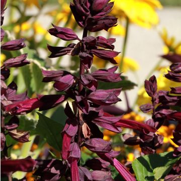 Salvia guaranitica Amante - Salvia azul