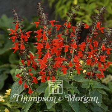 Salvia coccinea Summer Jewel Red - Flor de Jericó