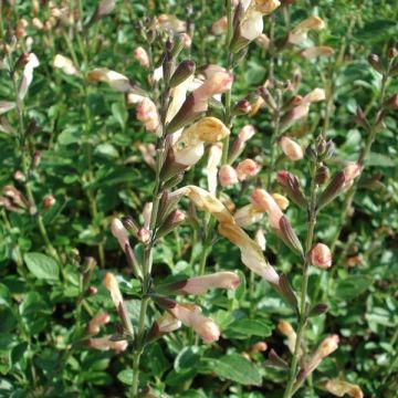 Salvia - Salvia jamensis La Luna en maceta de 8/9 cm