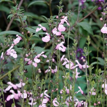 Salvia microphylla Anduus - Salvia Rosa