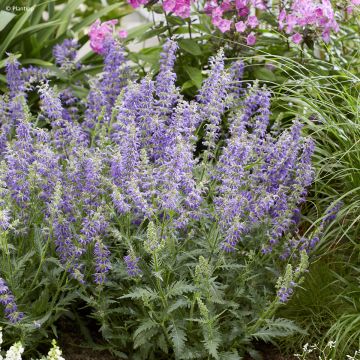 Salvia Feathers Peacock