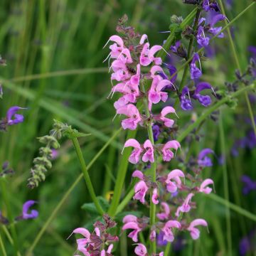 Salvia pratensis Rose Rhapsody - Salvia de prados
